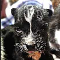 Thumbnail photo of Prancer #1