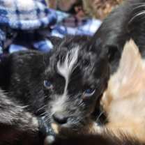 Thumbnail photo of Prancer #3