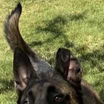 Thumbnail photo of Rocky #1