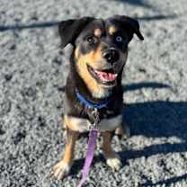 Thumbnail photo of Toga #1