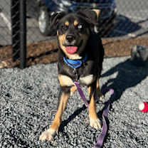 Thumbnail photo of Toga #2