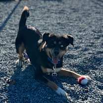 Thumbnail photo of Toga #3