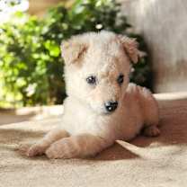 Thumbnail photo of Curly #1