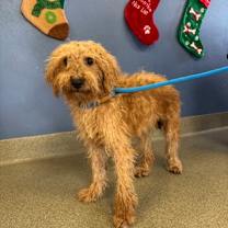 Thumbnail photo of Noel #1