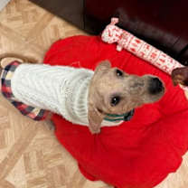 Thumbnail photo of Noel #2