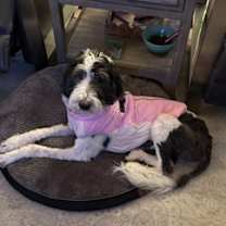 Thumbnail photo of Jolly #1