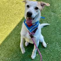 Thumbnail photo of SHERLOCK #1