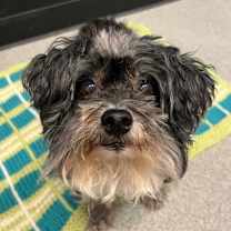 Thumbnail photo of Gracie #1