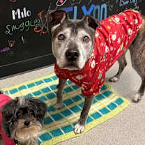 Thumbnail photo of Gracie #3