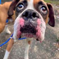 Thumbnail photo of Andrew-Joseph-White #1