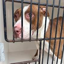 Thumbnail photo of Pixel #2