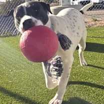 Thumbnail photo of Poe #1