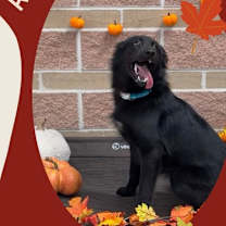 Thumbnail photo of Apple #1