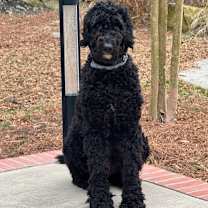 Thumbnail photo of Poppy #1