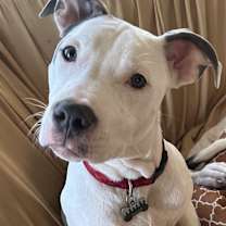 Thumbnail photo of Sugar #1