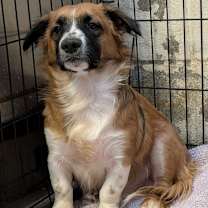 Thumbnail photo of Milo #2