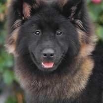 Thumbnail photo of Storm von Skunk #1