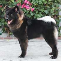 Thumbnail photo of Storm von Skunk #2