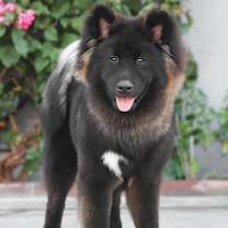 Thumbnail photo of Storm von Skunk #3