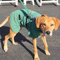 Thumbnail photo of Red #4