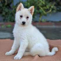 Thumbnail photo of Bianca von Gracie #2