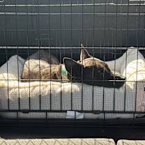 Thumbnail photo of Rocky #1