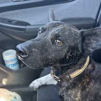 Thumbnail photo of Rocky #2