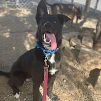 Thumbnail photo of Cannoli #1