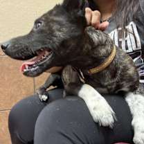 Thumbnail photo of Rocky #3