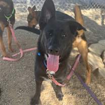 Thumbnail photo of Cannoli #2