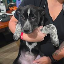 Thumbnail photo of Stuffing #1