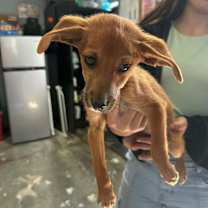 Thumbnail photo of Saphire #2