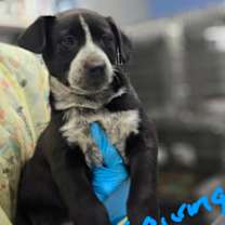 Thumbnail photo of Thanksgiving #2