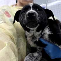 Thumbnail photo of Stuffing #2