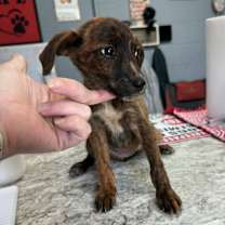 Thumbnail photo of Rosa #2