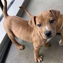 Thumbnail photo of Cyan #1