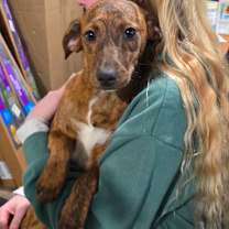 Thumbnail photo of Rosa #3