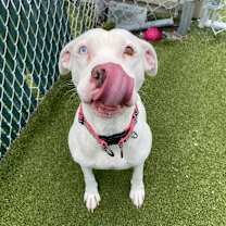 Thumbnail photo of Bella #2