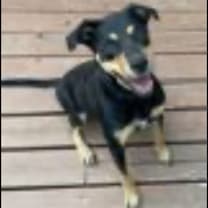 Thumbnail photo of Ripley #2