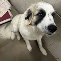 Thumbnail photo of Bolt #1