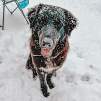 Thumbnail photo of Lucy #1