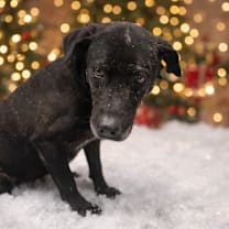 Thumbnail photo of ARCHIE #1