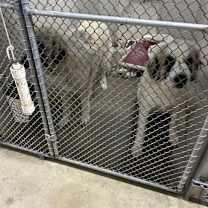 Thumbnail photo of Bolt #2