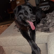 Thumbnail photo of Lucy #2