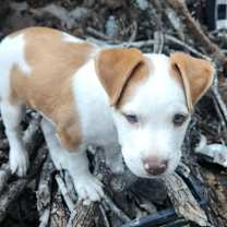 Thumbnail photo of Alfie LH #3