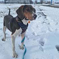 Thumbnail photo of Gunther #1