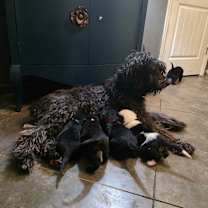 Thumbnail photo of Snow White  #2