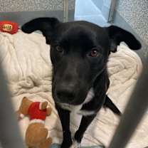 Thumbnail photo of Chester  #2