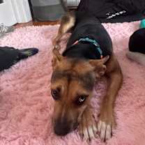 Thumbnail photo of Scram #4