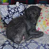 Thumbnail photo of Snow White  #3